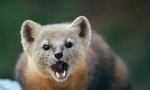 Sable